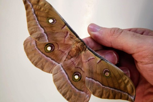 Photograph of the Chinese tussar moth (Antheraea pernyi).